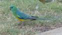 Psephotus haematonotus (Red-rumped Parrot).jpg